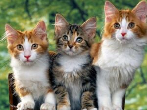 Mơ thấy 3 con mèo có ý nghĩa gì, đánh cặp số nào?