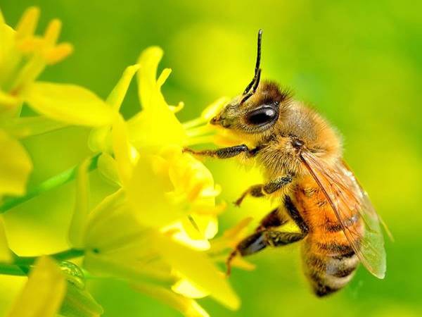 Con ong số mấy, mơ thấy ong là điềm báo đen hay đỏ?