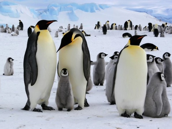 Mơ thấy chim cánh cụt đánh con gì, là điềm đen hay đỏ?