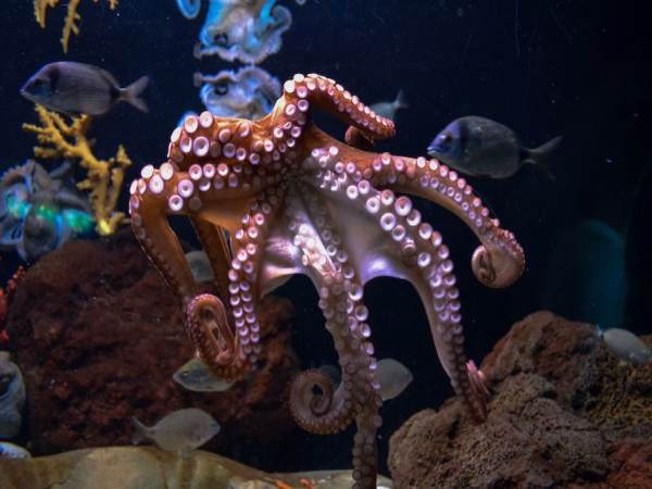 Giải mã bí ẩn giấc mơ thấy con bạch tuộc