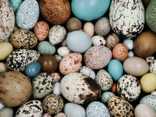 Đi đường thấy trứng chim có điềm báo gì, hên hay xui?